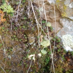 Cyrtostylis reniformis (Common Gnat Orchid) at Point 5595 - 13 Nov 2016 by MichaelMulvaney