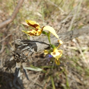 Diuris sulphurea at Point 4762 - suppressed