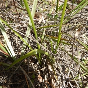 Diuris sulphurea at Point 4762 - 13 Nov 2016