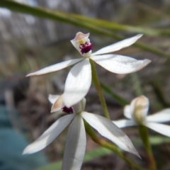 Caladenia cucullata (Lemon Caps) at Point 4762 - 13 Nov 2016 by MichaelMulvaney