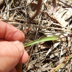 Thelymitra (Genus) (Sun Orchid) at Point 4762 - 13 Nov 2016 by MichaelMulvaney