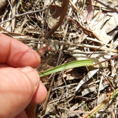 Thelymitra (Genus) (Sun Orchid) at Point 4762 - 13 Nov 2016 by MichaelMulvaney