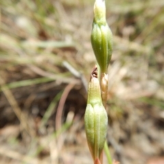 Thelymitra sp. at Point 4762 - 13 Nov 2016