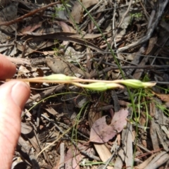 Thelymitra sp. at Point 4762 - 13 Nov 2016