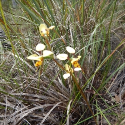 Diuris sulphurea (Tiger Orchid) at Point 4910 - 13 Nov 2016 by MichaelMulvaney