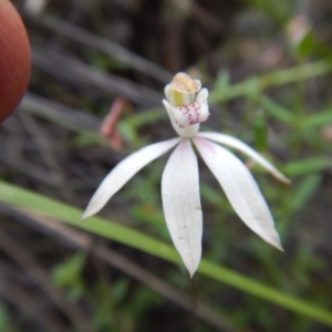 Caladenia moschata at Undefined Area - suppressed