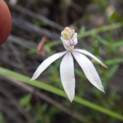 Caladenia moschata (Musky Caps) at Point 4910 - 13 Nov 2016 by MichaelMulvaney