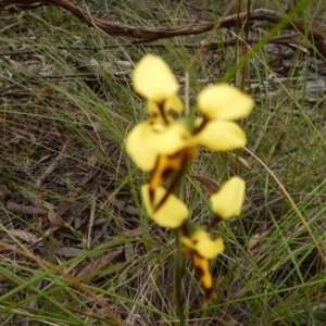 Diuris sulphurea at Undefined Area - suppressed