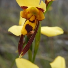 Diuris sulphurea at Undefined Area - suppressed