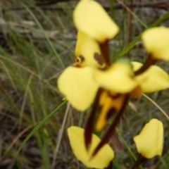 Diuris sulphurea at Undefined Area - suppressed
