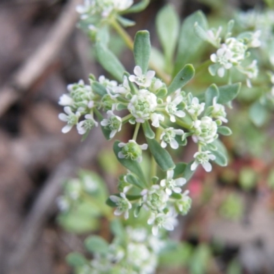 Poranthera microphylla (Small Poranthera) at Acton, ACT - 7 Nov 2016 by Ryl