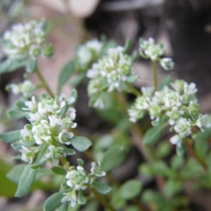 Poranthera microphylla at Point 60 - 8 Nov 2016