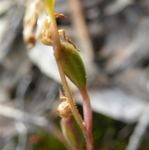 Caladenia sp. at Point 5816 - suppressed