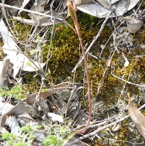 Caladenia sp. at Point 5816 - suppressed