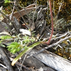 Caladenia sp. at Point 5816 - suppressed