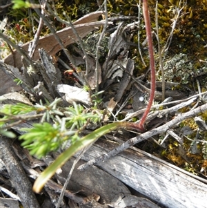 Caladenia sp. at Point 5816 - suppressed