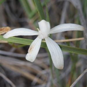 Caladenia ustulata at Point 5816 - suppressed