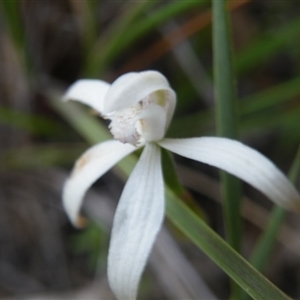 Caladenia ustulata at Point 5816 - suppressed