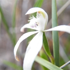 Caladenia ustulata at Point 5816 - suppressed