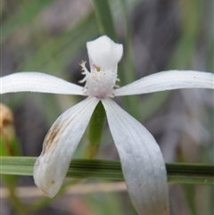 Caladenia ustulata at Point 5816 - suppressed