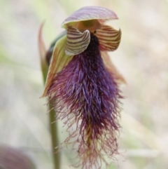 Calochilus platychilus (Purple Beard Orchid) at Acton, ACT - 7 Nov 2016 by Ryl