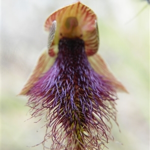 Calochilus platychilus at Point 5816 - suppressed