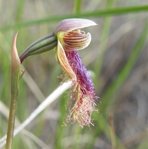 Calochilus platychilus at Point 5816 - suppressed