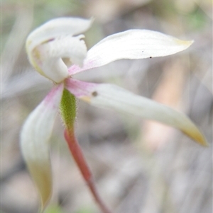 Caladenia moschata at Point 5816 - suppressed