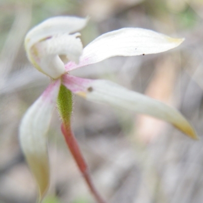 Caladenia moschata (Musky Caps) at Acton, ACT - 7 Nov 2016 by Ryl