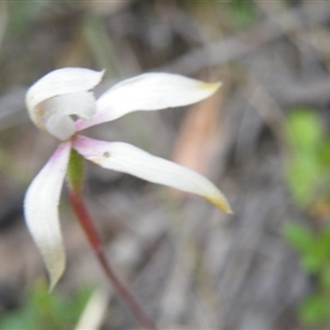 Caladenia moschata at Point 5816 - suppressed