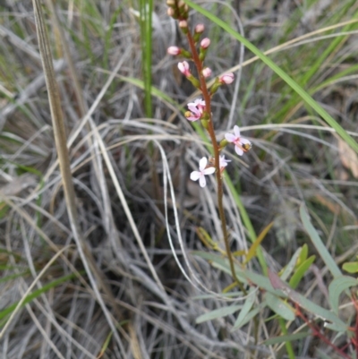 Stylidium graminifolium (Grass Triggerplant) at Acton, ACT - 7 Nov 2016 by Ryl