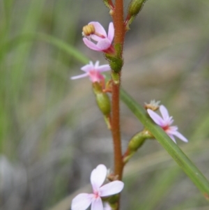 Stylidium graminifolium at Acton, ACT - 8 Nov 2016