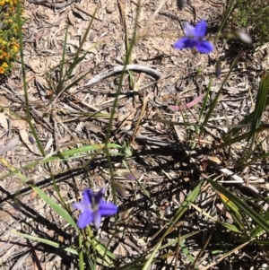 Dianella revoluta var. revoluta at Bruce, ACT - 4 Nov 2016