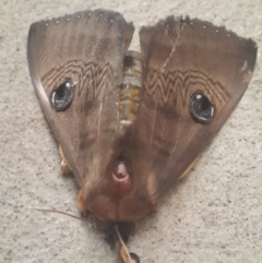 Dasypodia selenophora (Southern old lady moth) at Queanbeyan West, NSW - 10 Nov 2016 by Speedsta