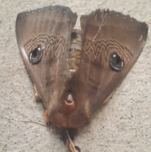 Dasypodia selenophora at Queanbeyan West, NSW - 10 Nov 2016