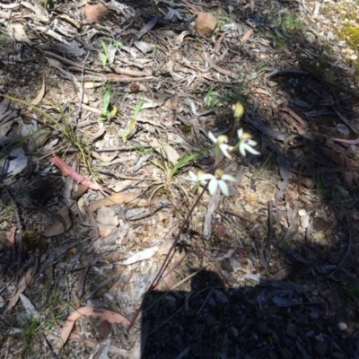 Caladenia cucullata (Lemon Caps) at O'Connor, ACT - 4 Nov 2016 by kotch