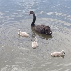 Cygnus atratus (Black Swan) at Kingston, ACT - 12 Nov 2016 by Speedsta