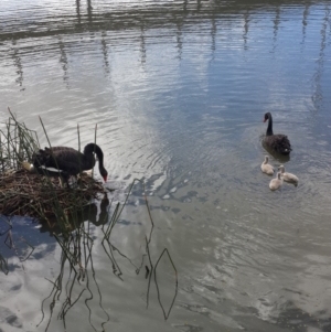 Cygnus atratus at Kingston, ACT - 13 Nov 2016