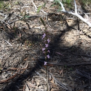 Stylidium graminifolium at Bruce, ACT - 4 Nov 2016