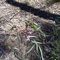 Stylidium graminifolium at Bruce, ACT - 4 Nov 2016