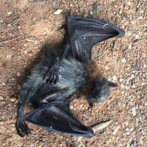 Pteropus poliocephalus at Burra, NSW - 14 Nov 2016 09:07 AM