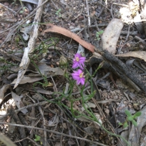 Thysanotus patersonii at Bruce, ACT - 4 Nov 2016