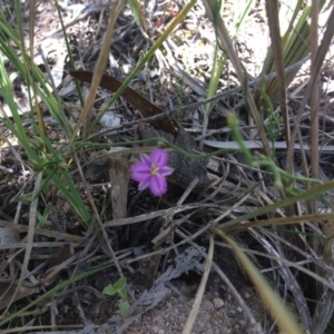 Thysanotus patersonii at Bruce, ACT - 4 Nov 2016