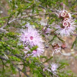 Kunzea parvifolia at Goorooyarroo NR (ACT) - 13 Nov 2016