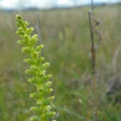 Microtis parviflora (Slender Onion Orchid) at Hume, ACT - 13 Nov 2016 by RichardMilner