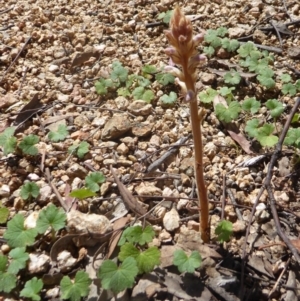 Orobanche minor at Gungahlin, ACT - 13 Nov 2016