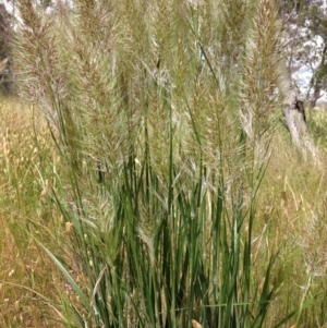 Austrostipa densiflora at Yarralumla, ACT - 13 Nov 2016