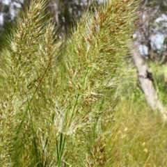 Austrostipa densiflora at Yarralumla, ACT - 13 Nov 2016