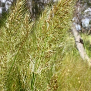 Austrostipa densiflora at Yarralumla, ACT - 13 Nov 2016