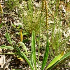 Plantago varia (Native Plaintain) at Yarralumla, ACT - 13 Nov 2016 by Ratcliffe